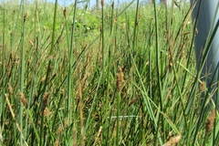 Eleocharis melanostachys