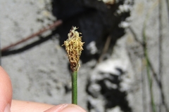 Eleocharis melanostachys