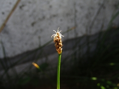 Eleocharis melanostachys