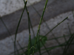 Eleocharis melanostachys