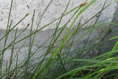 Eleocharis melanostachys