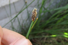 Eleocharis melanostachys