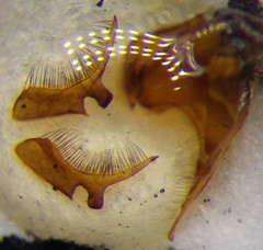 Tachysphex mocsaryi