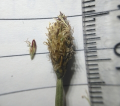 Eleocharis melanostachys