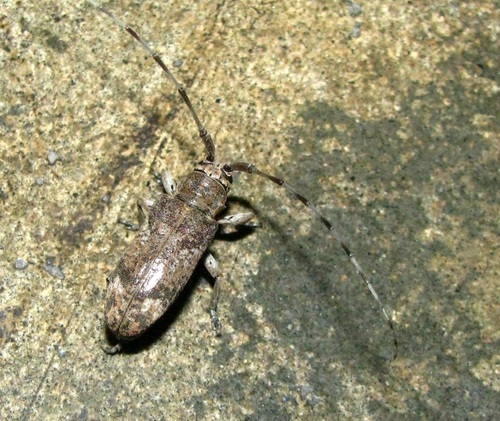 Xenolea asiatica (Pic, 1925)