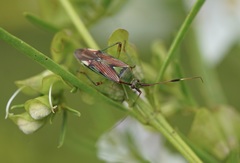 Pseudopantilius australis
