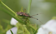 Pseudopantilius australis
