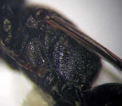 Tachysphex nitidior