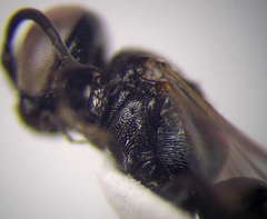 Tachysphex nitidior