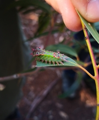 Doratifera oxleyi
