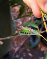 Doratifera oxleyi