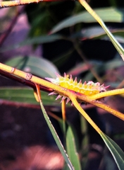 Doratifera oxleyi