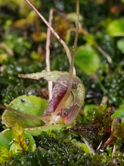 Corybas hatchii