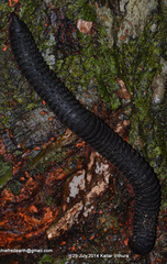 Eucentrobolus tamulus