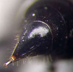 Tachysphex nitidior
