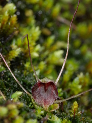 Corybas hatchii