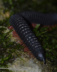 Eucentrobolus tamulus