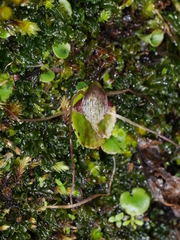 Corybas hatchii