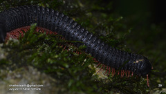 Eucentrobolus tamulus