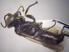 Tachysphex nitidior