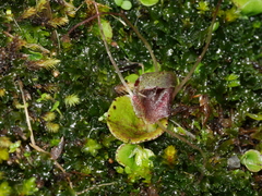 Corybas hatchii