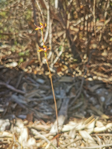 Image of Caladenia iridescens by (c) Richard Dimon, some rights reserved (CC BY)