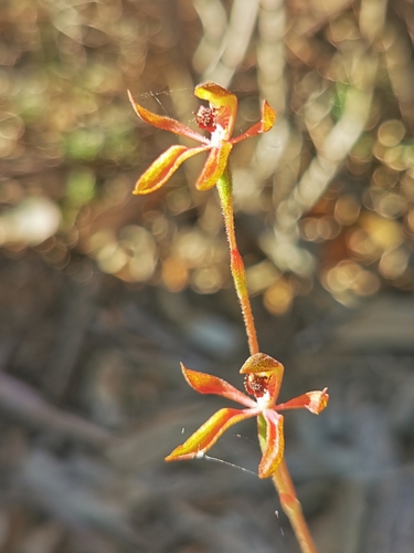 Image of Caladenia iridescens by (c) Richard Dimon, some rights reserved (CC BY)