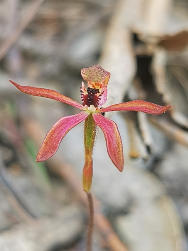 Image of Caladenia iridescens by (c) Richard Dimon, some rights reserved (CC BY)