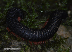 Eucentrobolus tamulus