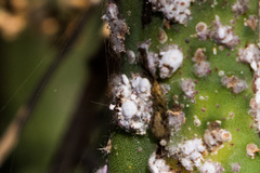 Dactylopius confusus