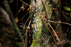 Dactylopius confusus