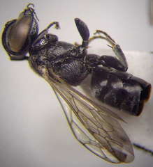 Tachysphex nitidior
