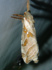 Sthenopis argenteomaculatus