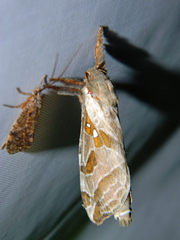 Sthenopis argenteomaculatus