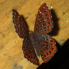Zemeros flegyas allica