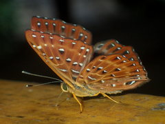 Zemeros flegyas allica