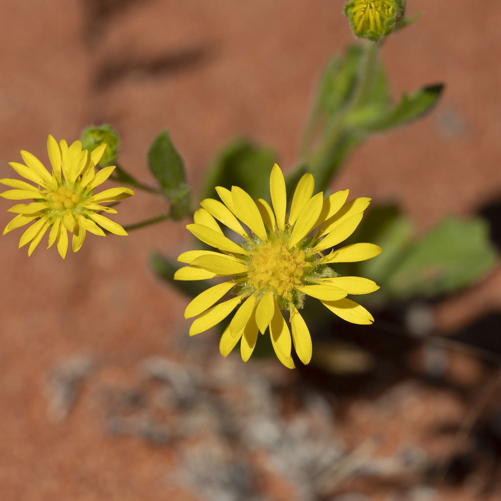Calotis cymbacantha