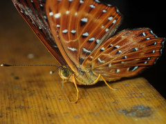 Zemeros flegyas allica