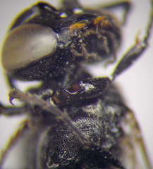 Tachysphex nitidior