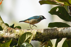 Chalcothraupis ruficervix