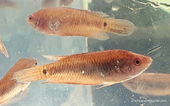 Pseudosphromenus cupanus