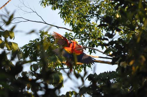 Scarlet Macaw