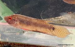 Pseudosphromenus cupanus