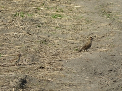 Chondestes grammacus