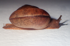 Dyakia