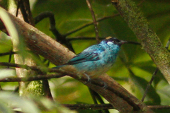 Chalcothraupis ruficervix