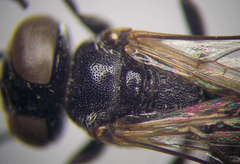 Tachysphex nitidior