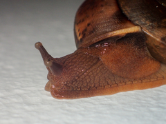 Dyakia