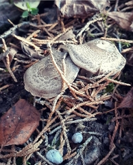Tricholoma