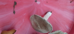 Tricholoma